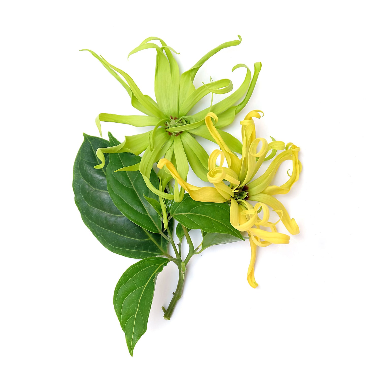 Japanese Honeysuckle