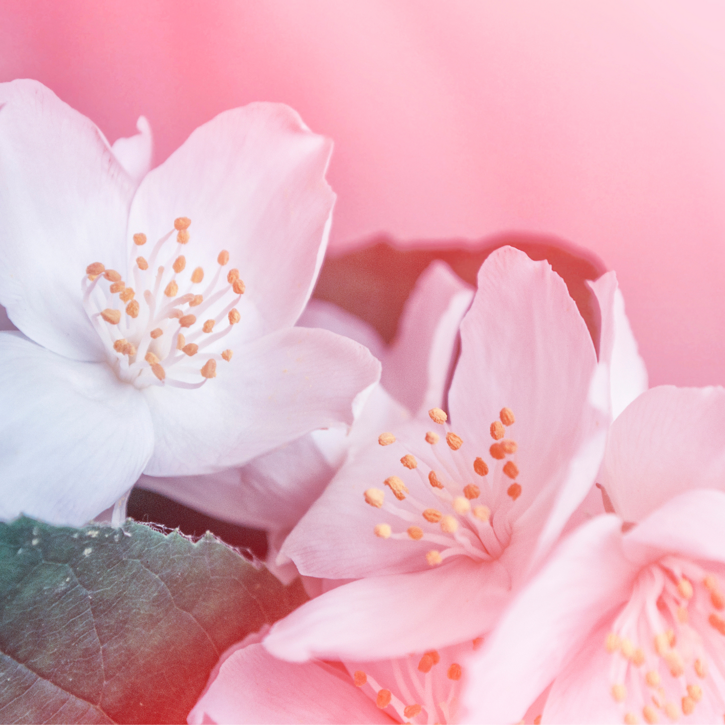 Jasmine Petals & Incense - EXCLUSIVE