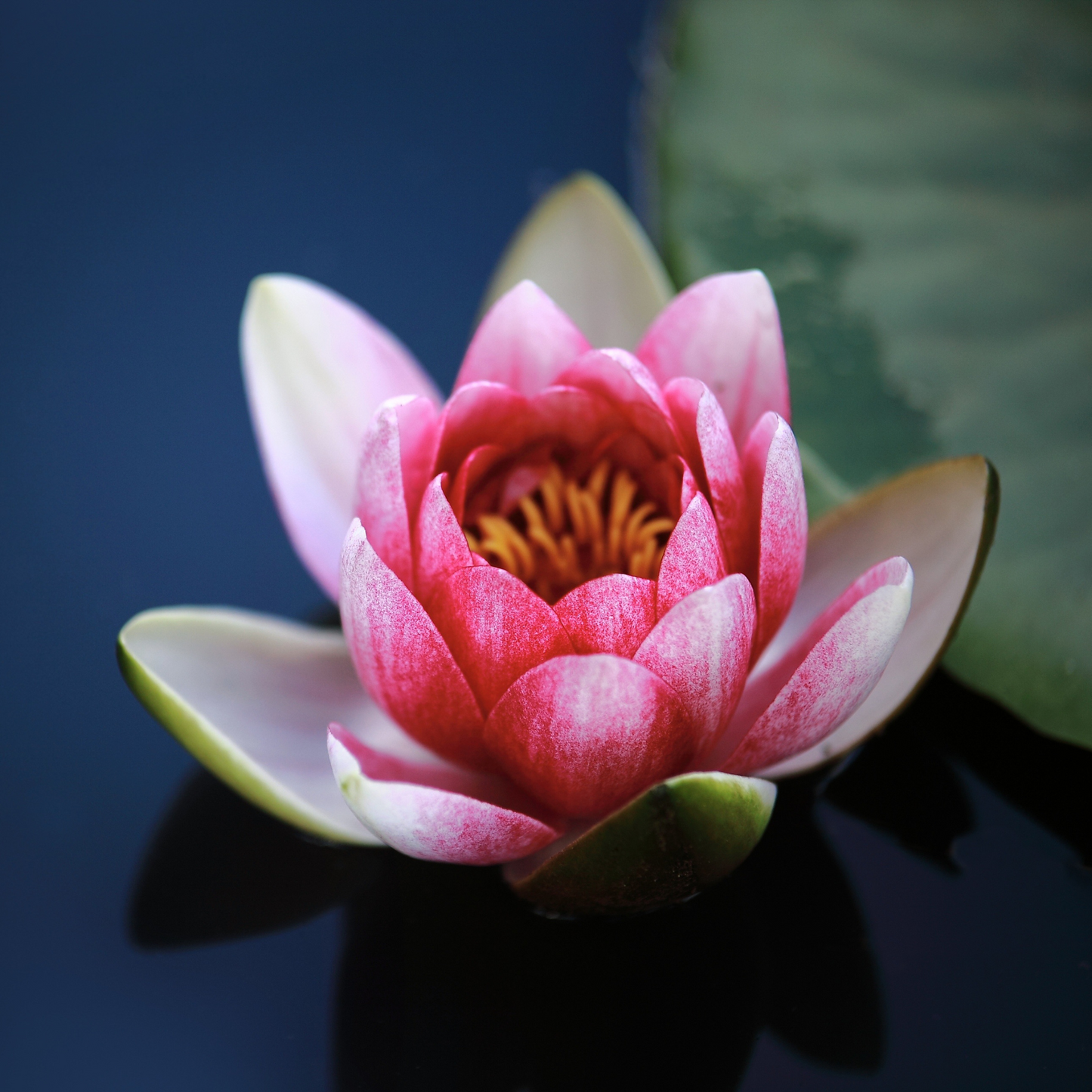 Lotus Flower