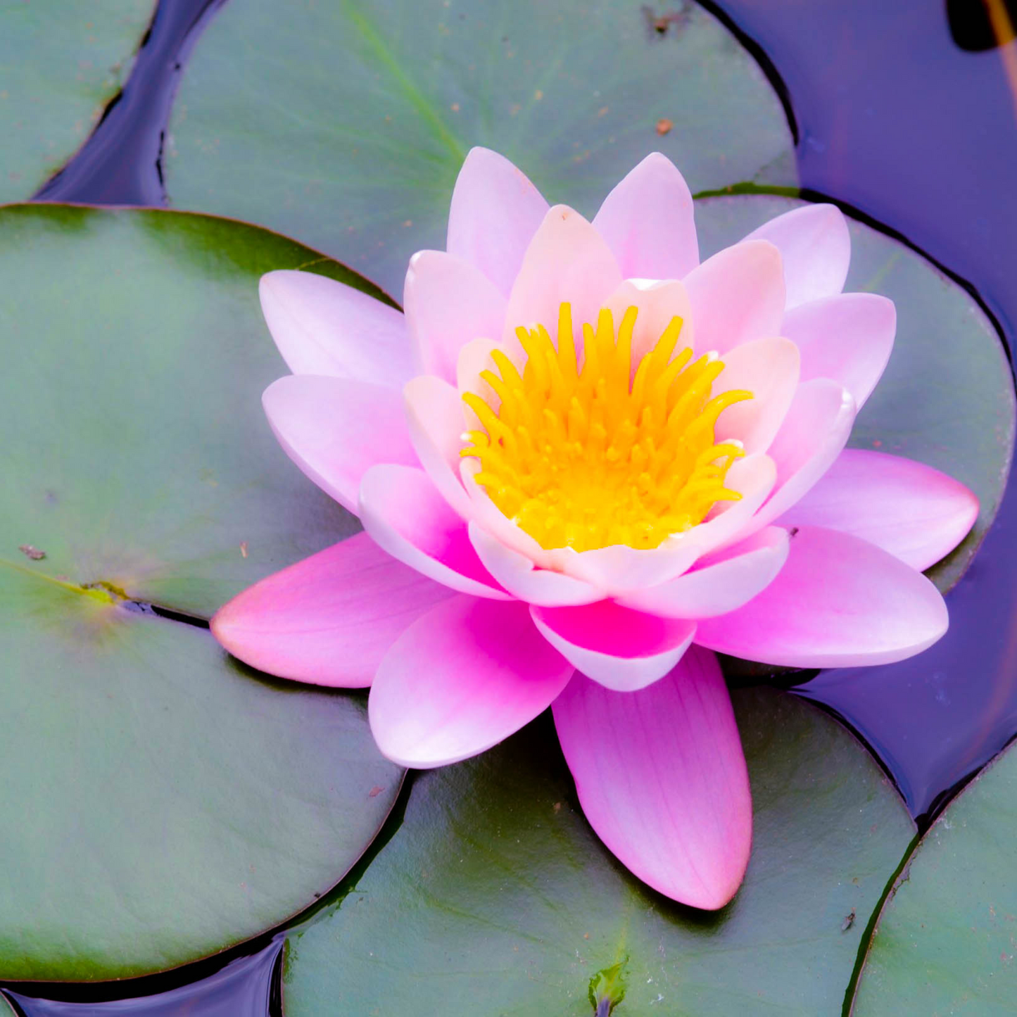 Waterlily- Exclusive